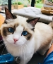 Filename=126.jpg
Filesize=360KiB
Dimensions=1710x2048
Date added=Dec 10, 2019 126.jpg